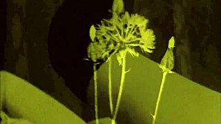 Vintage Erotic Drawings Collection